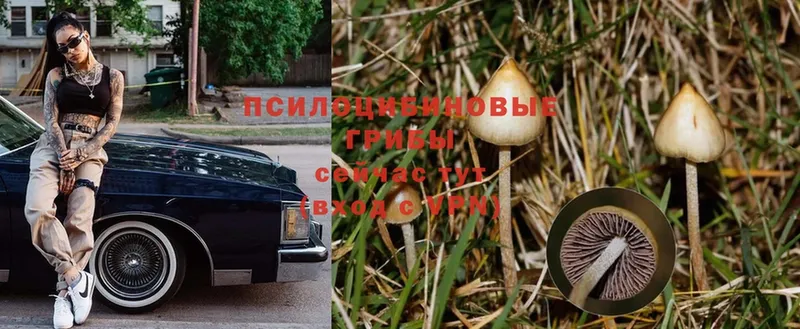 купить закладку  мега ONION  Псилоцибиновые грибы Psilocybe  Кологрив 